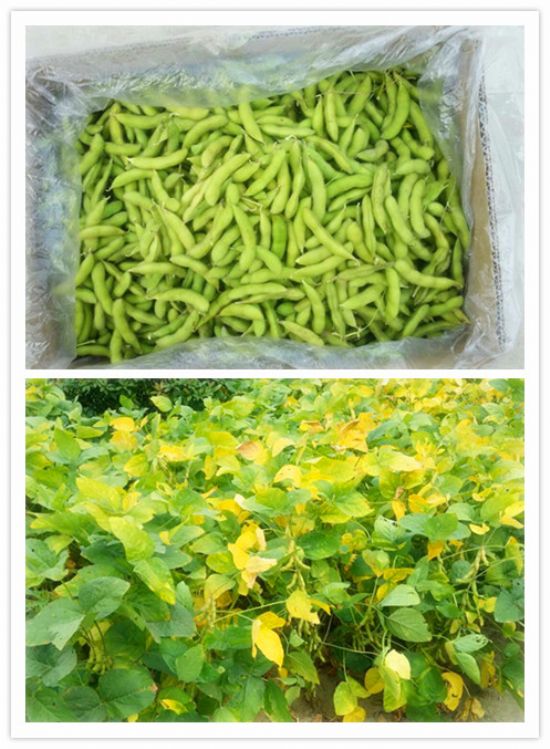 點(diǎn)擊查看詳細(xì)信息<br>標(biāo)題：【農(nóng)副產(chǎn)品】有機(jī)毛豆 閱讀次數(shù)：7999