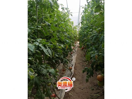 點擊查看詳細信息<br>標題：西紅柿 閱讀次數(shù)：7155