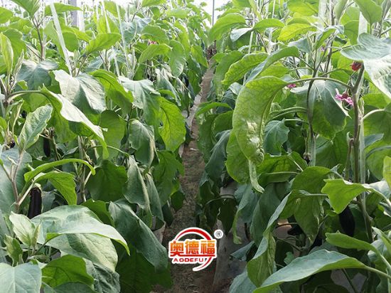點擊查看詳細信息<br>標題：茄子 閱讀次數(shù)：6753