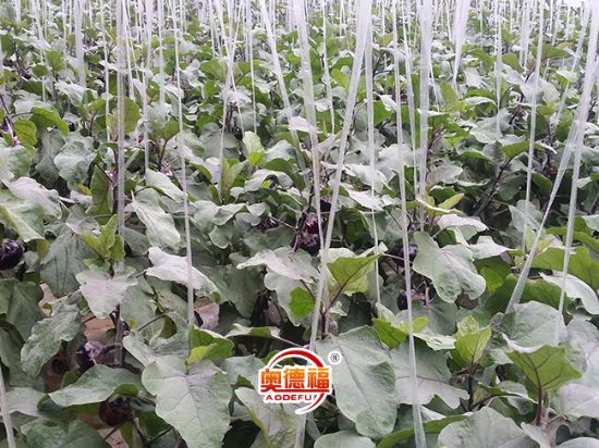 點擊查看詳細信息<br>標題：德福有機圓茄 閱讀次數(shù)：6607