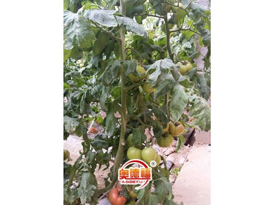 點擊查看詳細信息<br>標題：德福有機西紅柿  閱讀次數(shù)：7052