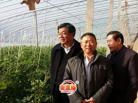 點擊查看詳細信息<br>標題：農(nóng)業(yè)縣長李華北農(nóng)業(yè)局局長牛祥勇視察德福大棚 閱讀次數(shù)：7344