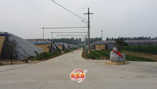 點擊查看詳細信息<br>標題：德福農(nóng)業(yè)大棚 閱讀次數(shù)：6816