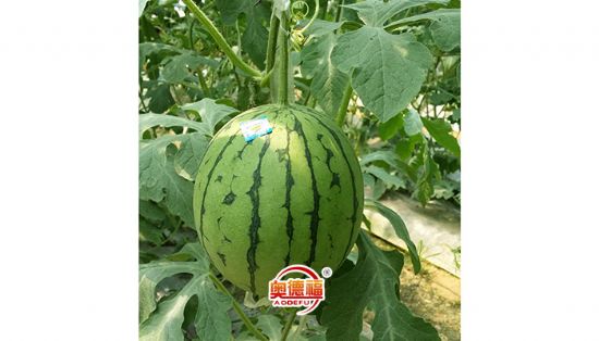 點擊查看詳細信息<br>標題：有機西瓜 閱讀次數(shù)：7130