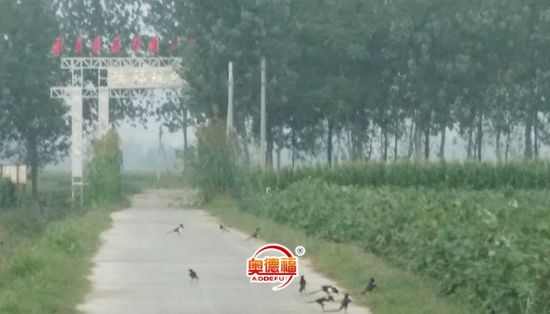 點擊查看詳細信息<br>標題：小鳥在歌唱 閱讀次數(shù)：6283